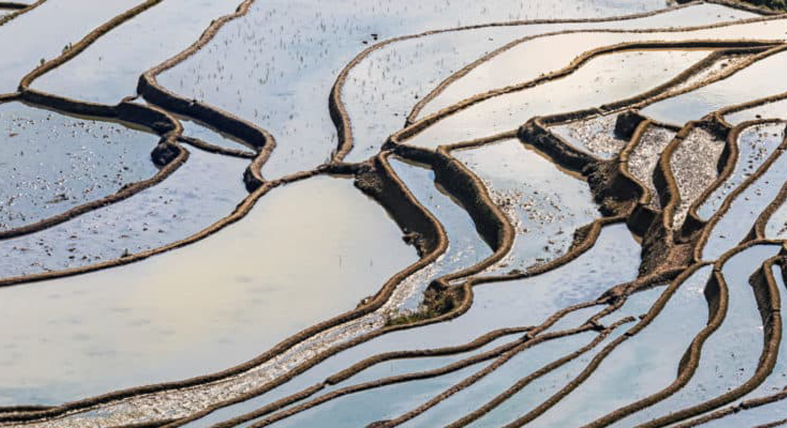 Arrozais em terraços alagados